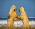 Iki büyük kutup ayıları Sparring